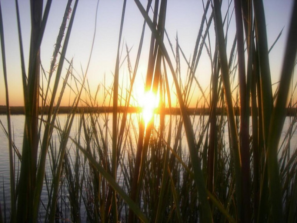 Morning in the Marsh