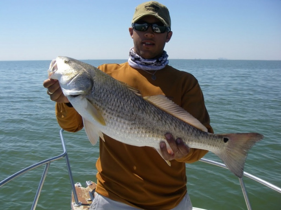 No Birds, No Problem