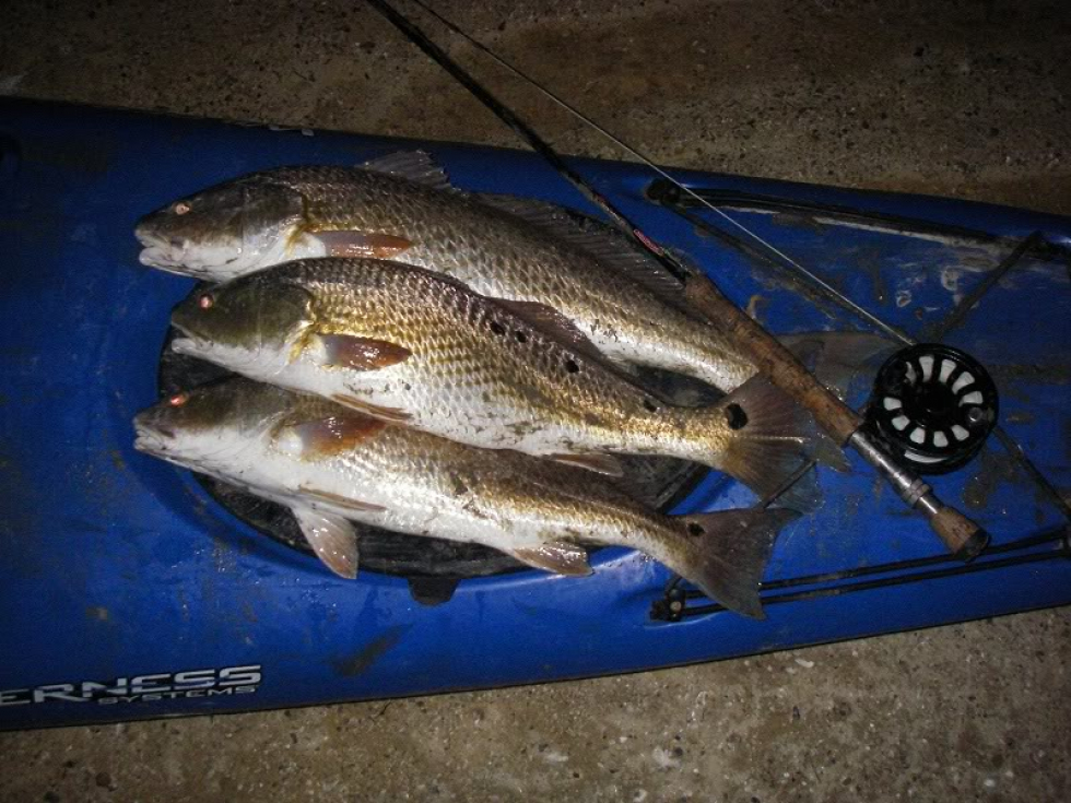 After watching the low tides all day I decided to go out for a couple of hours this evening. I landed 4 reds on the fly rod between 21″ and 29″ on the white grass shrimp pictured below. Quick Evening Trip