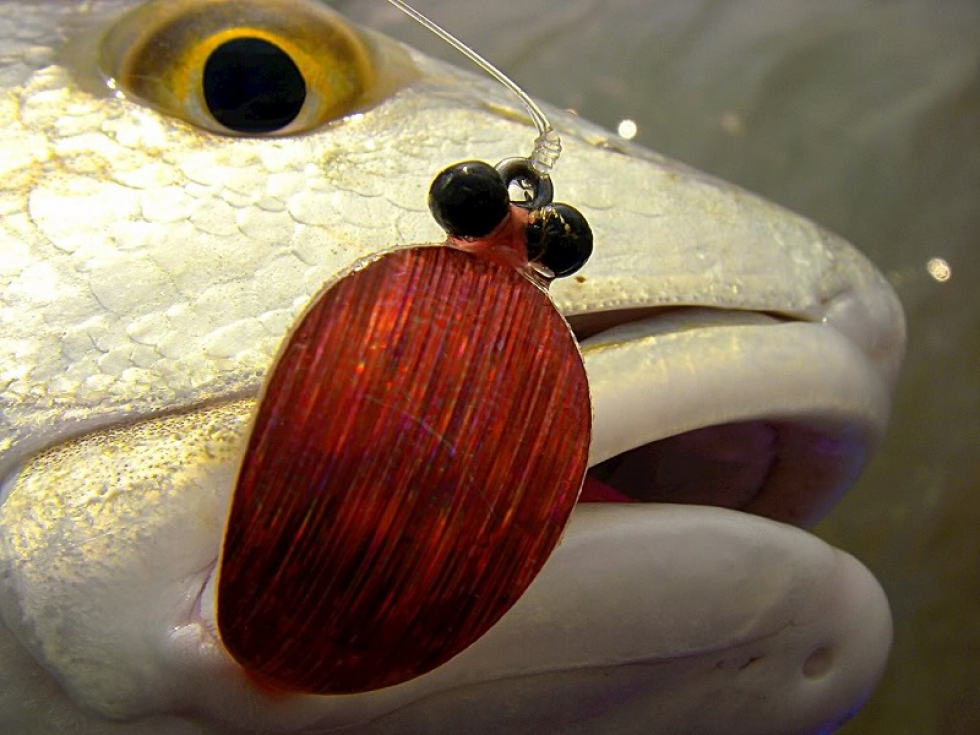 Sight Fishing to Tails, Backs, and Schools