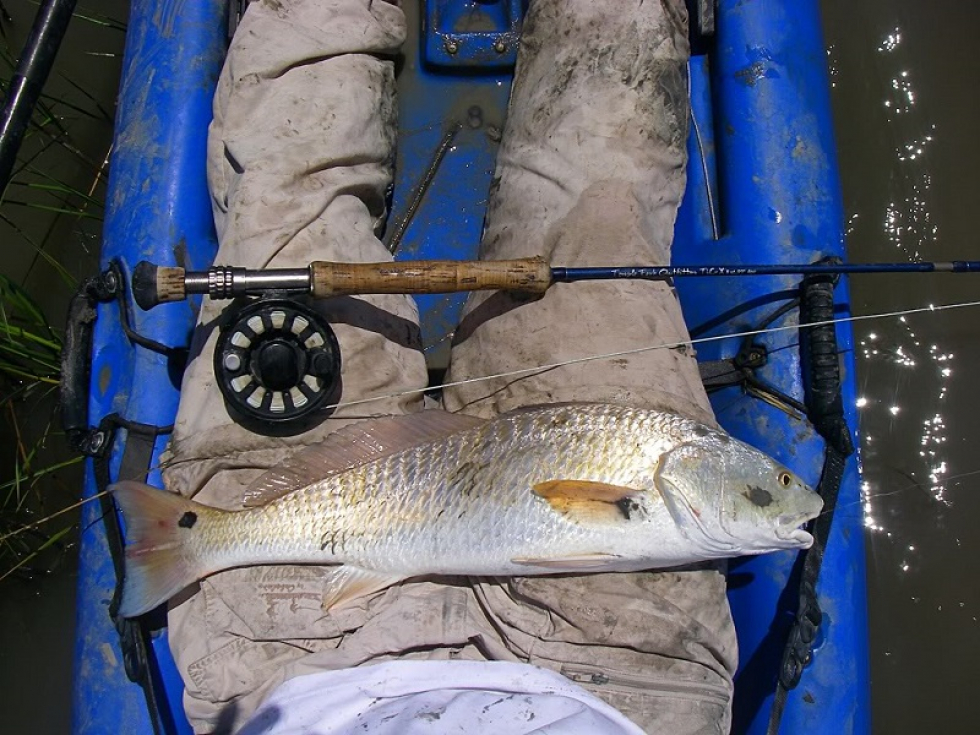 I found some big reds cruising shorelines the marsh and a few schools in open water. They liked crab spoon I got in a fly swap earlier this year. Engulfed Crab Spoon