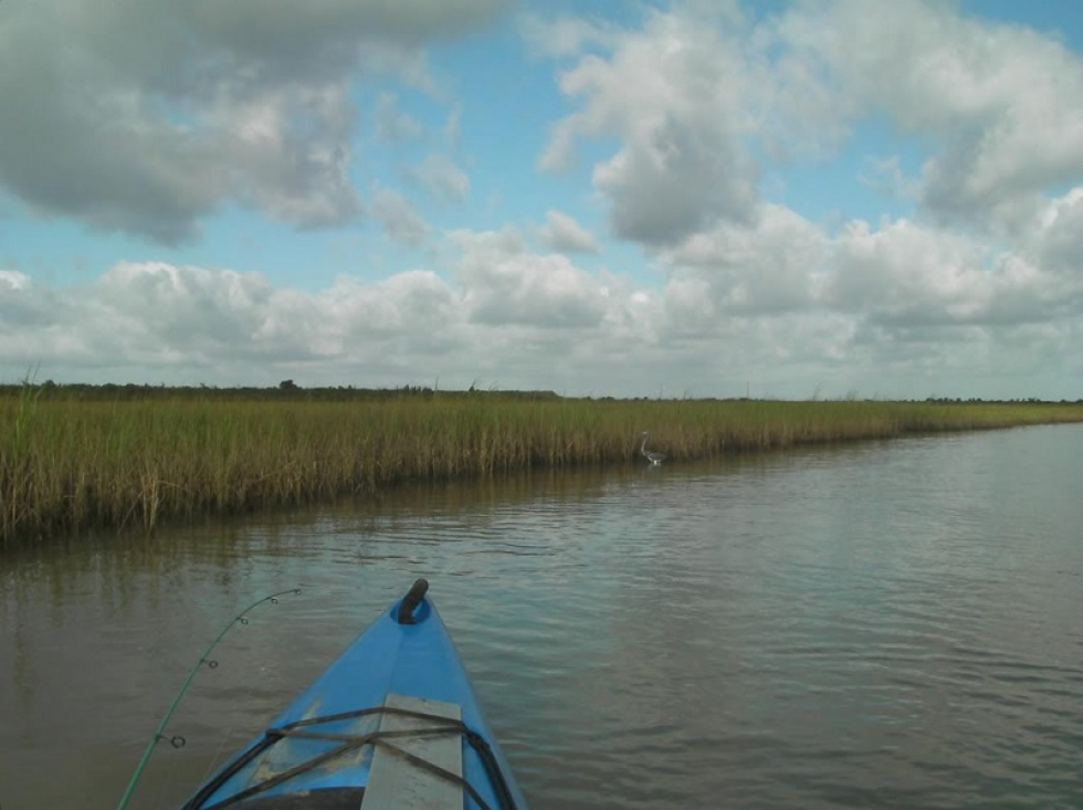 Crocs, Low Tide & The Marsh…