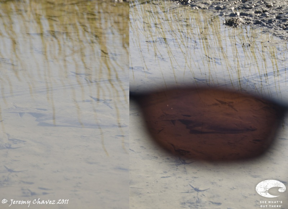 See What’s Out There