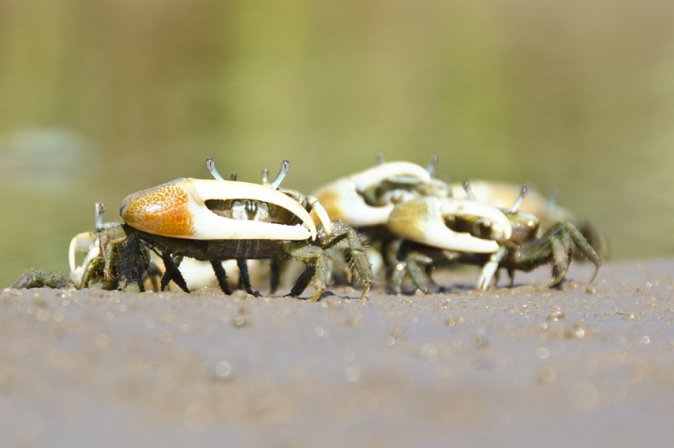 Here’s some more photos I took this past weekend. (Click on image to view in full-resolution.) Tailing Redfish and Blue Water Photos
