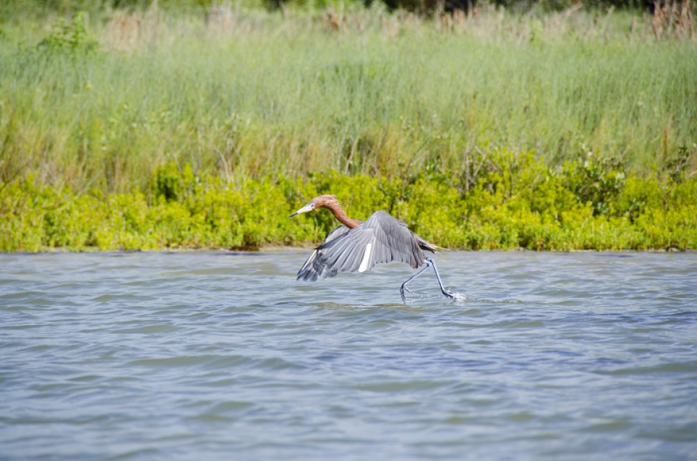 Here’s a few pics I took over the weekend when the fishing was slow… Shore Bird Photos