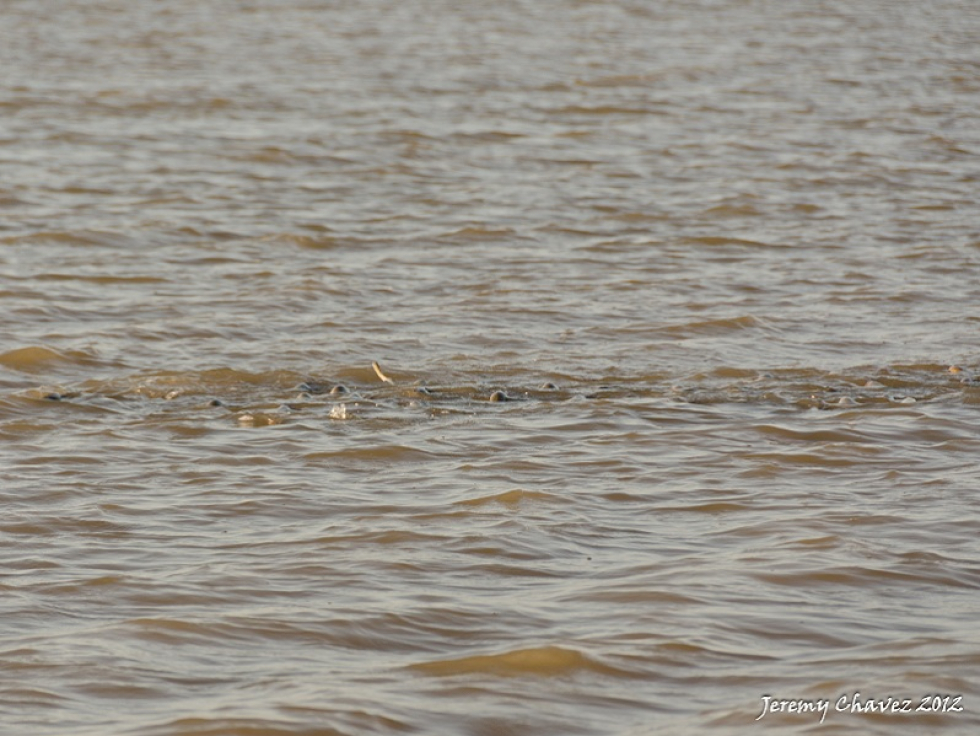 This mullet didn’t stand a chance… Close ups… Didn’t Stand a Chance