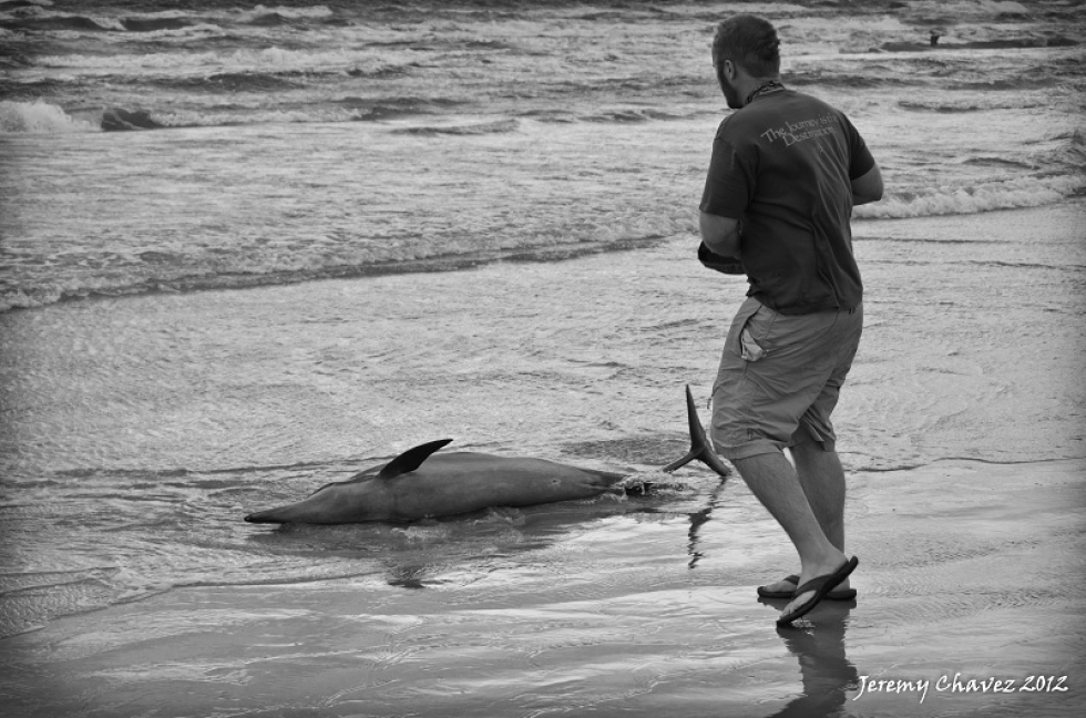 We Saved a Dolphin