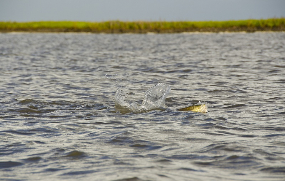 Yote… Redfish Explosion