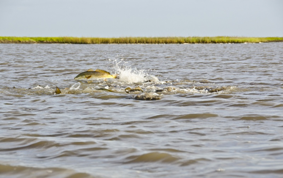 Here are a few cool shots from last week… Full report and more pics coming soon… Redfish Can’t Jump