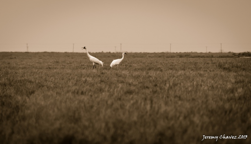 Photo of the Week…Pair of Whoopers