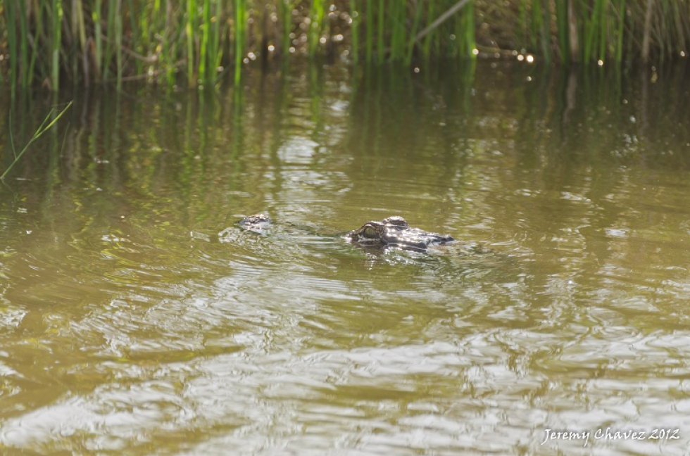 Photo of the Week…Gator Country