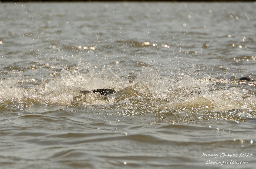 I love this time of year: nice weather and redfish school up consistently in the marsh. Here’s a couple of teasers from this past weekends action… Fall: My Favorite Time of the Year