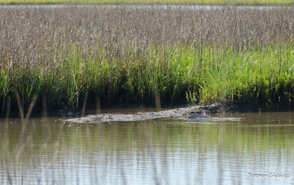 Photos of the Week…Playing Catch Up