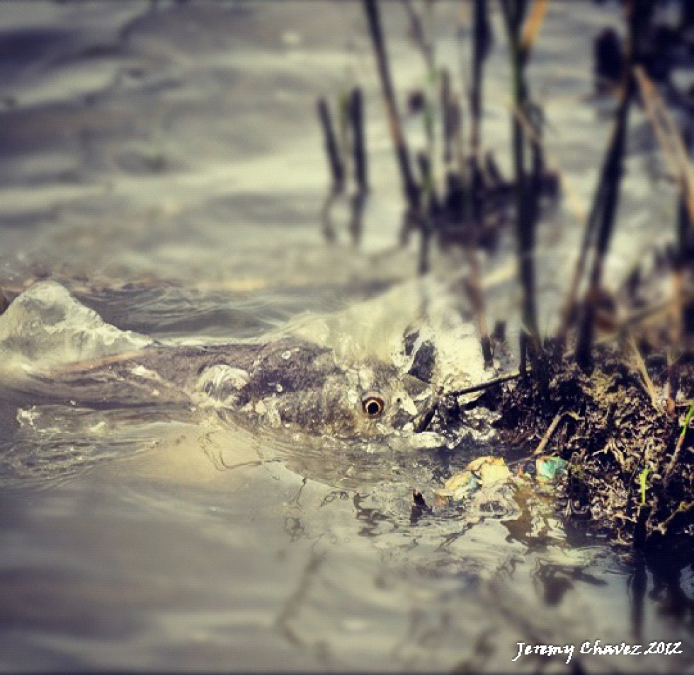 Photo Of the Week…Watchful Eye