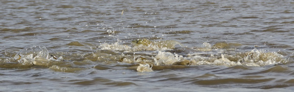 I found this cool shot after looking through some of the photos I took a couple of weeks ago. You can actually see the redfish’s eye fixed on the fleeing shrimp. Click on the image to enlarge. Eye on the Target