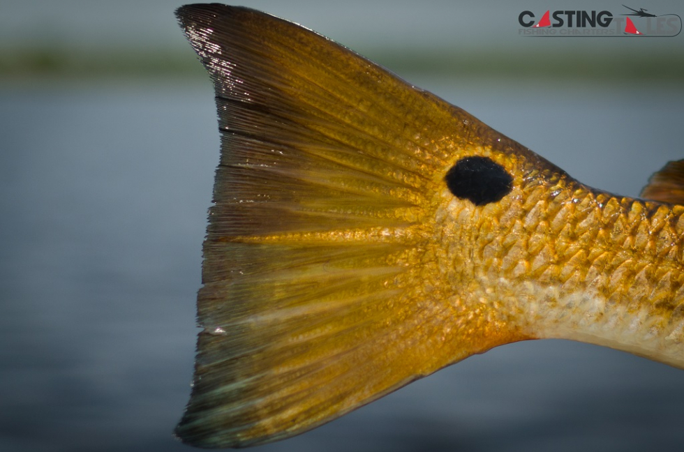 Upon closer inspection… Photo of the Week…Beauty is in the Details