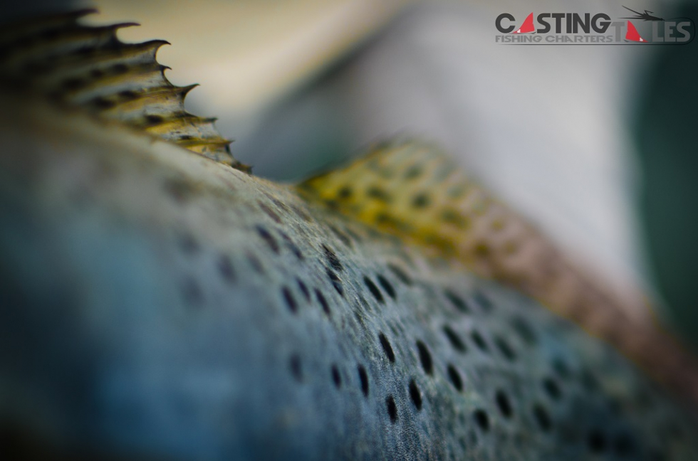 Photo of the Week…Nature’s Canvas