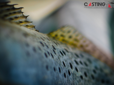 Photo of the Week…Nature’s Canvas