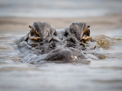 Galveston Marsh Alligator