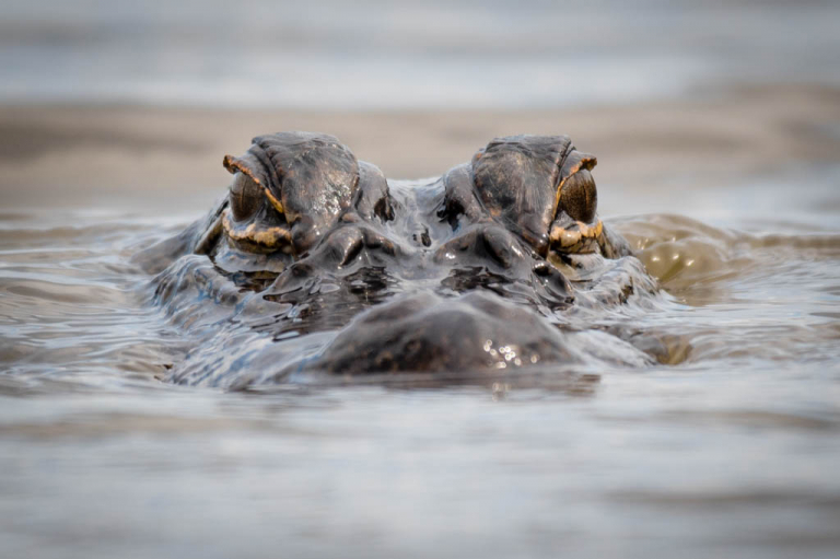 Galveston Marsh Alligator