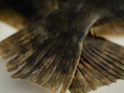 Galveston Flounder Fishing