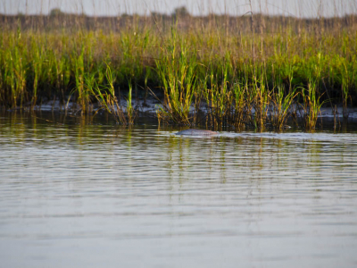 Galveston Backing Redfish