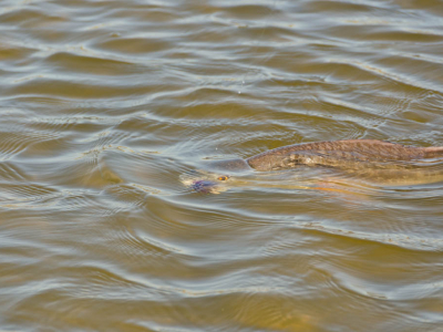 Galveston Redfish Flies