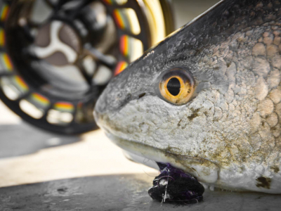 Galveston Redfish Fly Reel