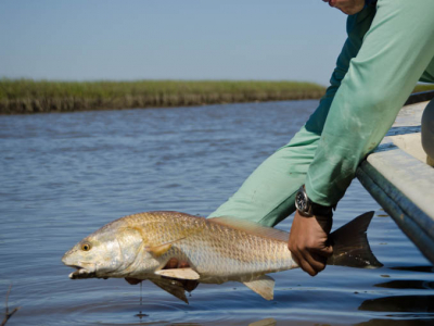 Galveston Redfish Reflection