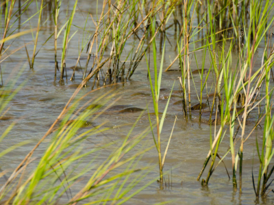 Galveston Marsh Redfish School