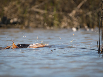 Galveston Redfish School Shrimp