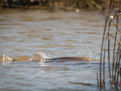 Galveston Redfish Shrimp