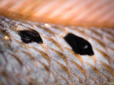 Galveston Redfish Spots