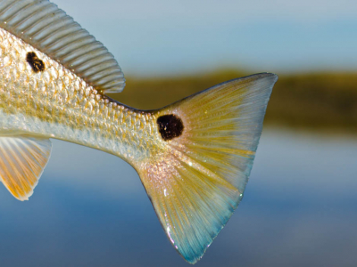 Galveston Redfish Tail