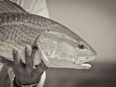 Galveston Redfish Trip