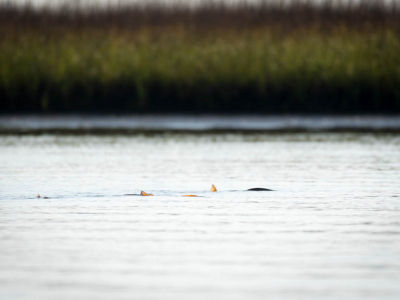 Galveston Tailing Redfish School