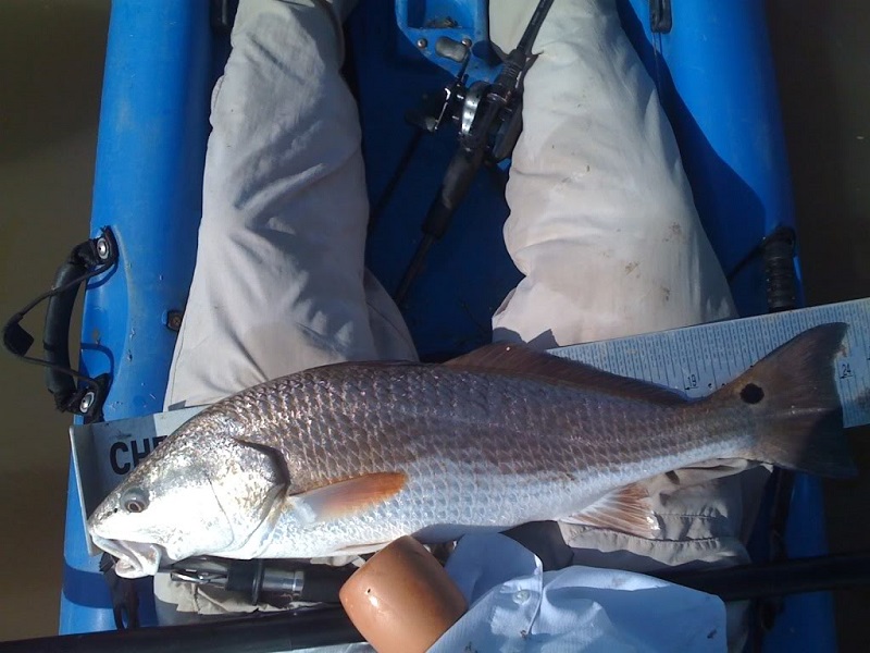Dirty Water Redfish