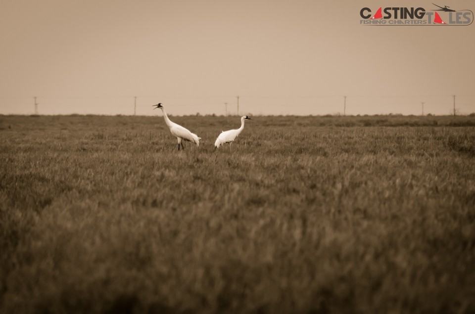 Whooping Cranes