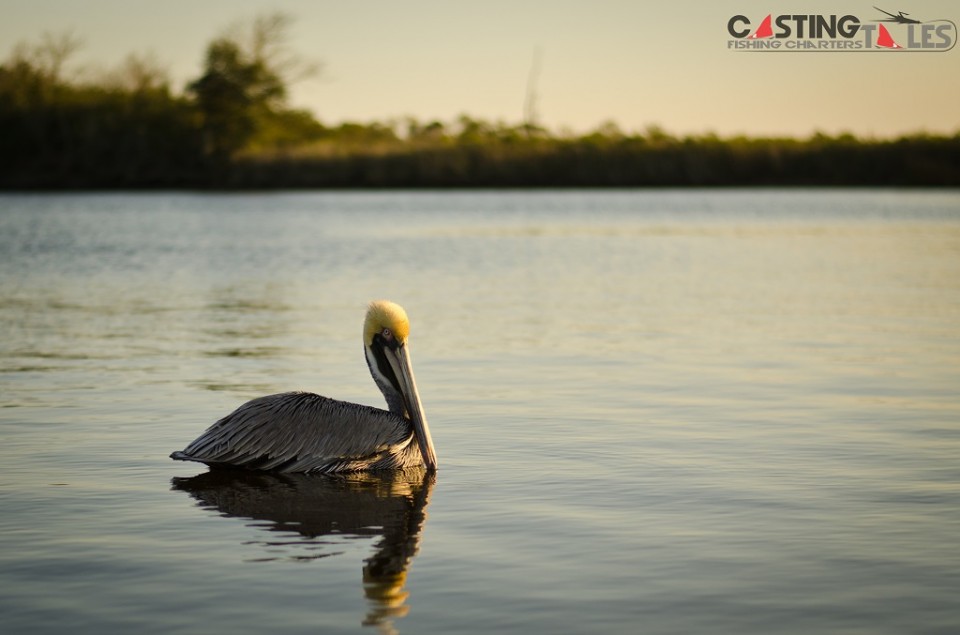 Pelican Reflections