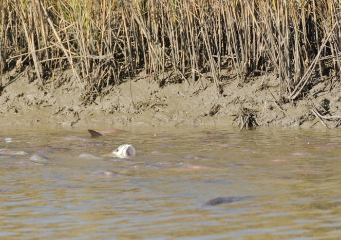 Galveston Fly Fishing Guide Redfish Marsh Sight Fishing Guide Trip
