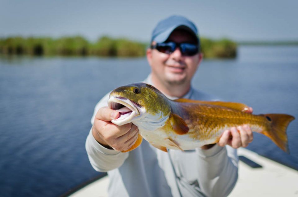 Galveston Golden Redfish