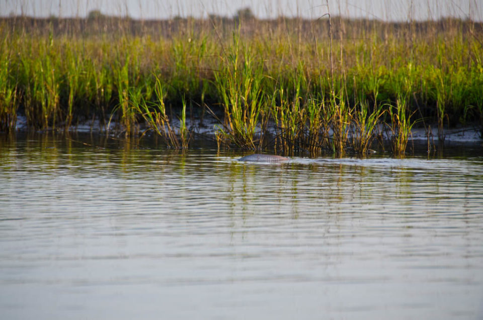 Galveston Backing Redfish