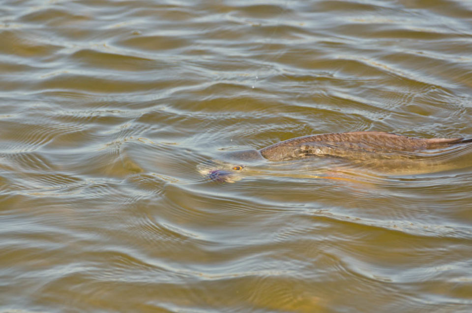 Galveston Redfish Flies