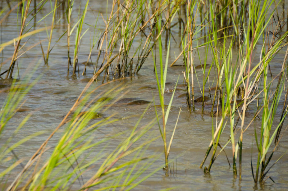 Galveston Marsh Redfish School