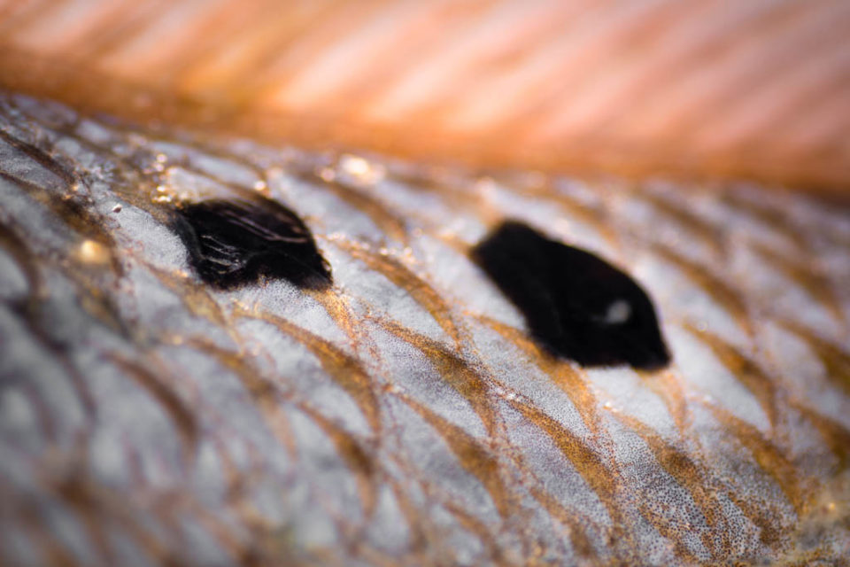 Galveston Redfish Spots