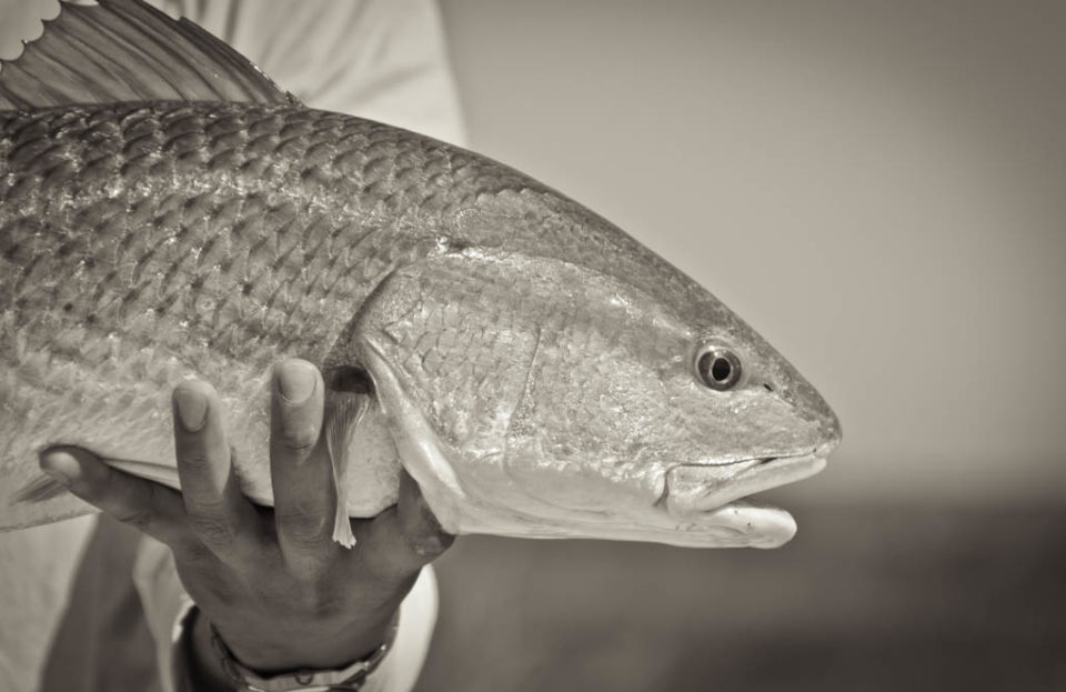 Galveston Redfish Trip
