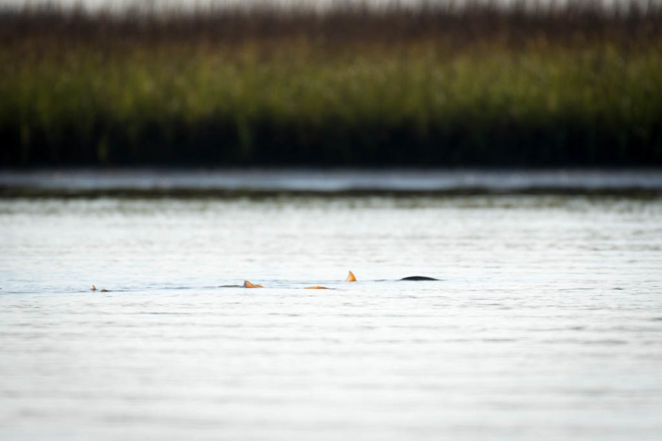 Galveston Tailing Redfish School