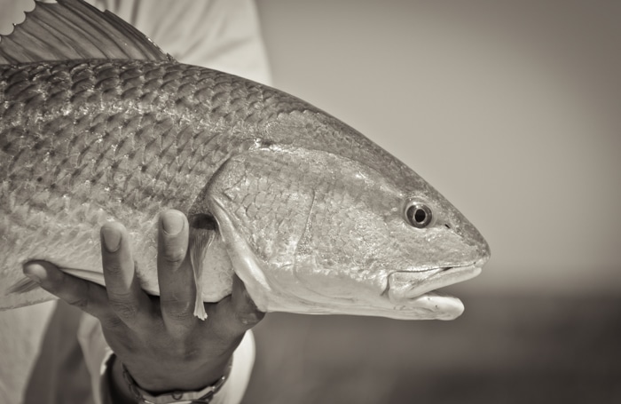 Galveston Fly Fishing Guide Captain Jeremy Chavez Casting Tales Fishing Charters