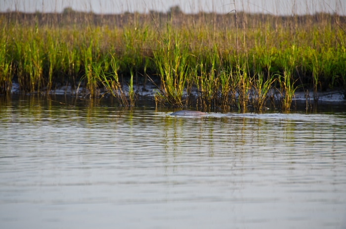 Galveston Fly Fishing Guide Redfish Marsh Sight Fishing Guide Trip