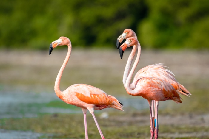 Florida Bay Everglades National Park Flamingos